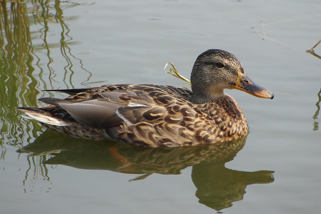 Krydsordsgåder: Brug din logik og vind over de sværeste felter