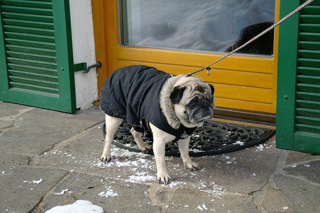 Chewy vuiton: Når din hund bliver modeikon