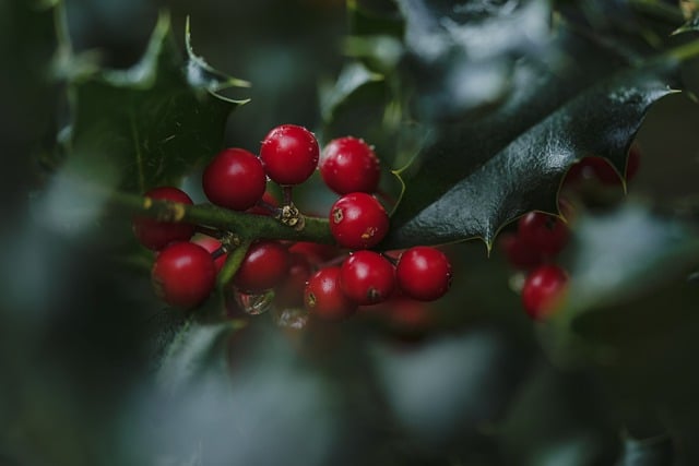 Den skjulte kraft i aronia bær: En guide til bedre kolesterolniveauer